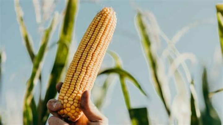 Shark Tank Off The Cob: How a Unique Business Idea Revolutionized the Corn Industry
