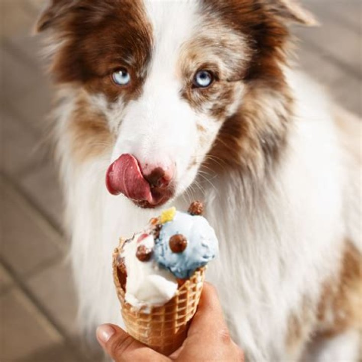 Unveiling the Delight of Bear and Rat Dog Ice Cream: A Unique Treat for Your Furry Friend